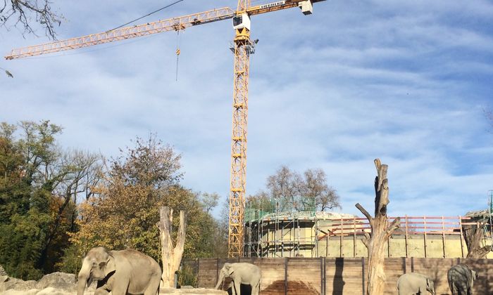 Sanierung Elefantenhaus Tierpark München Baubeginn